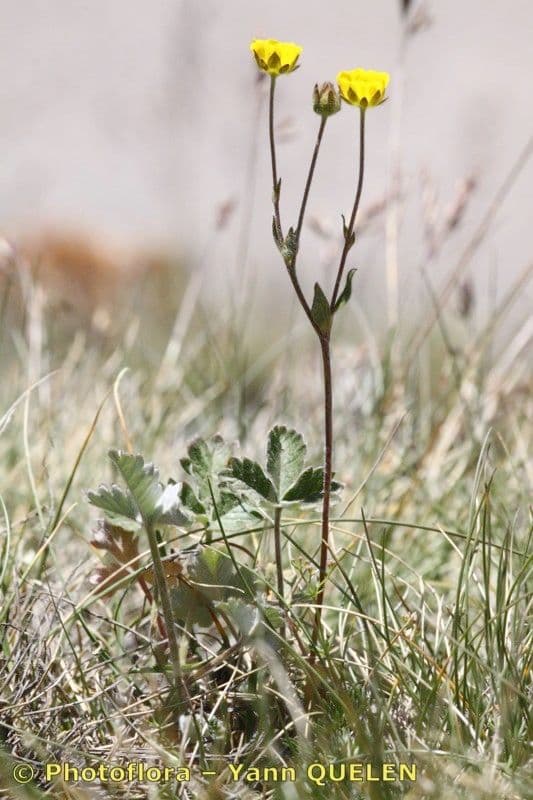 Potentilla nivea 10