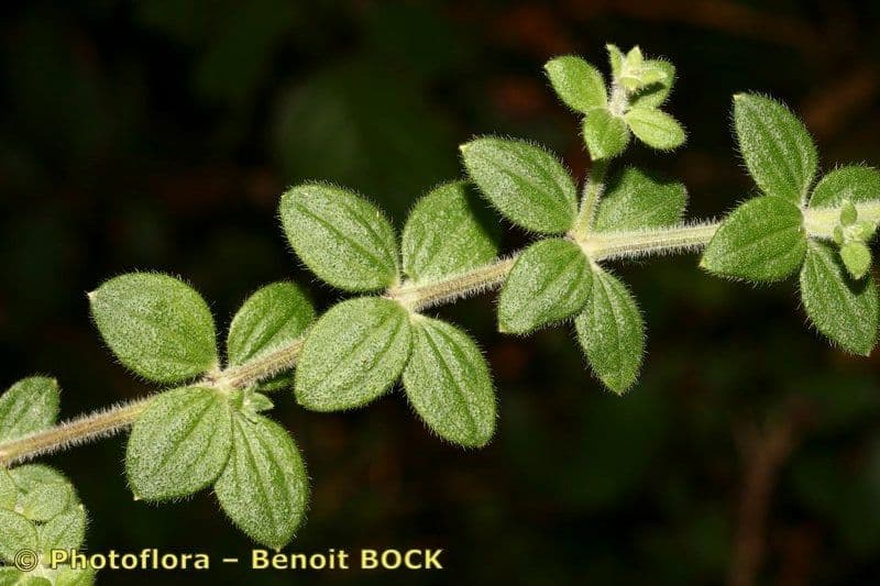 Galium 17