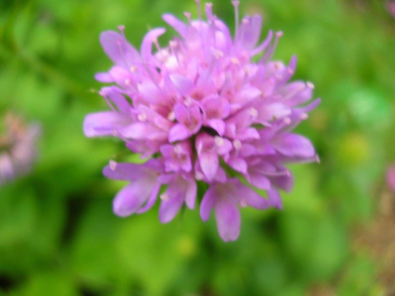 Knautia 3