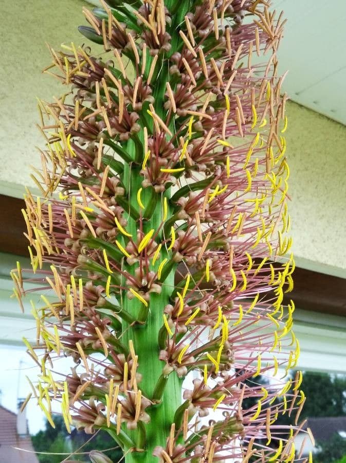 Agave filifera