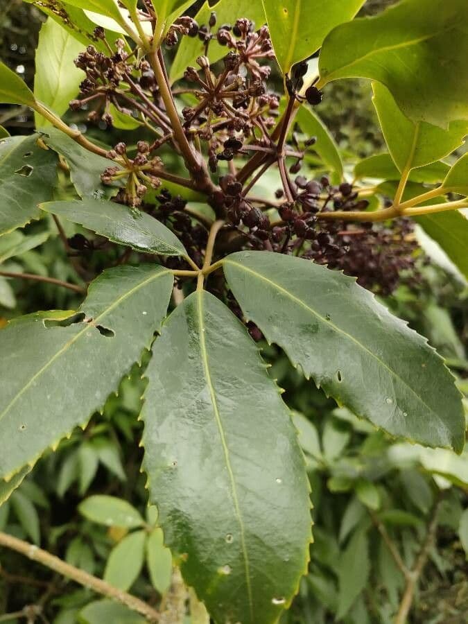 Pseudopanax stromový 3