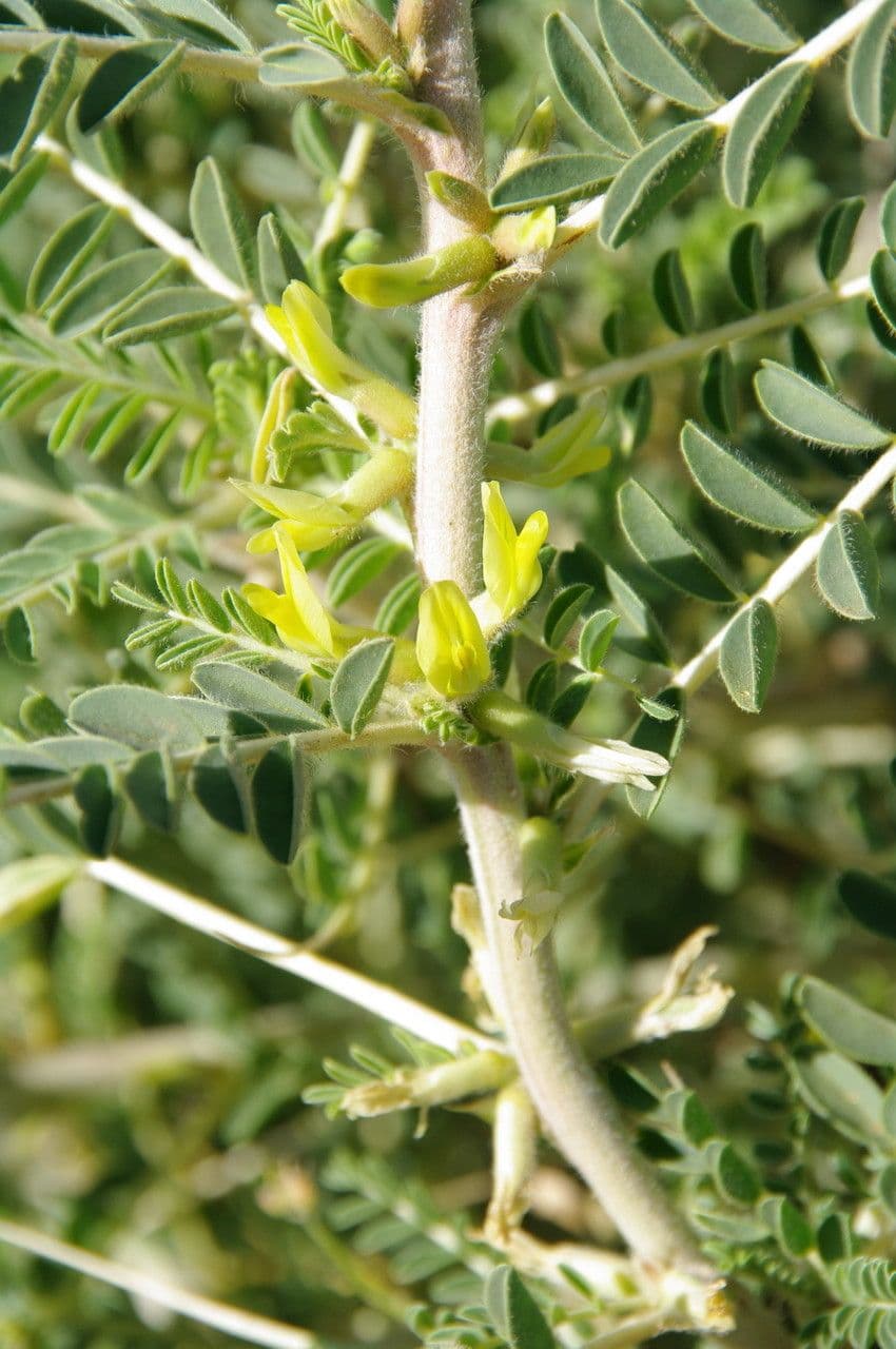 Astragalo 8