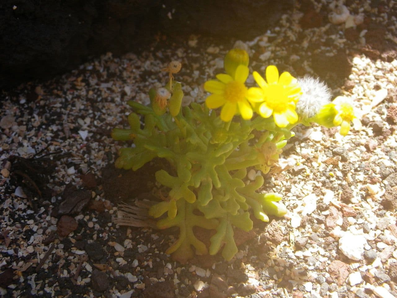 Senecione 4