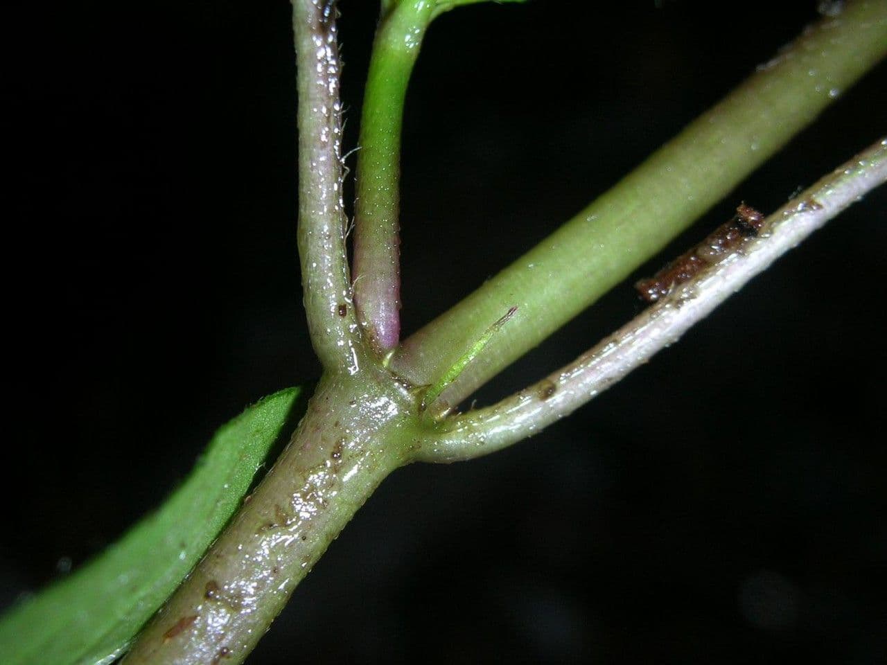 Coccocypselum 21