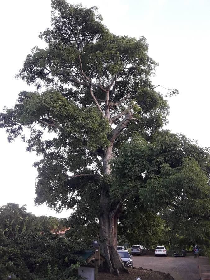 Ceiba 11