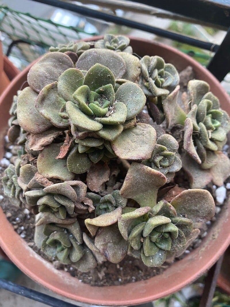 Aeonium lindleyi 12