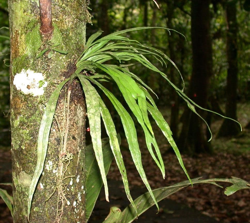 Polytaenium