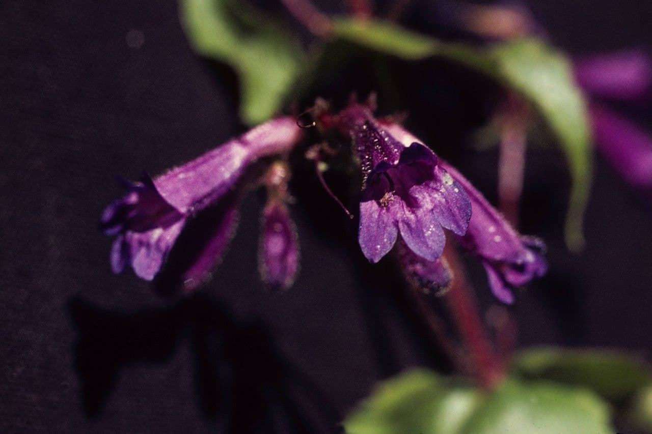 Penstemon
