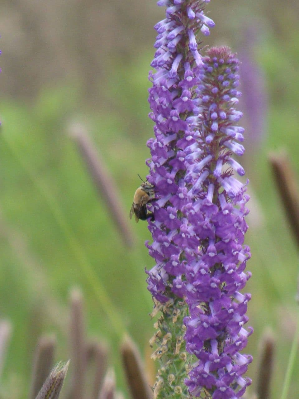Lobelia 2