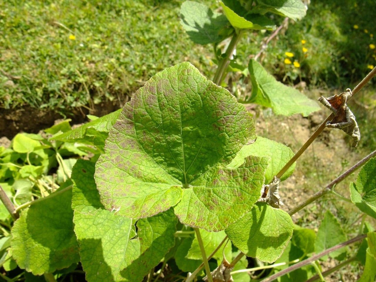 Campanula 17