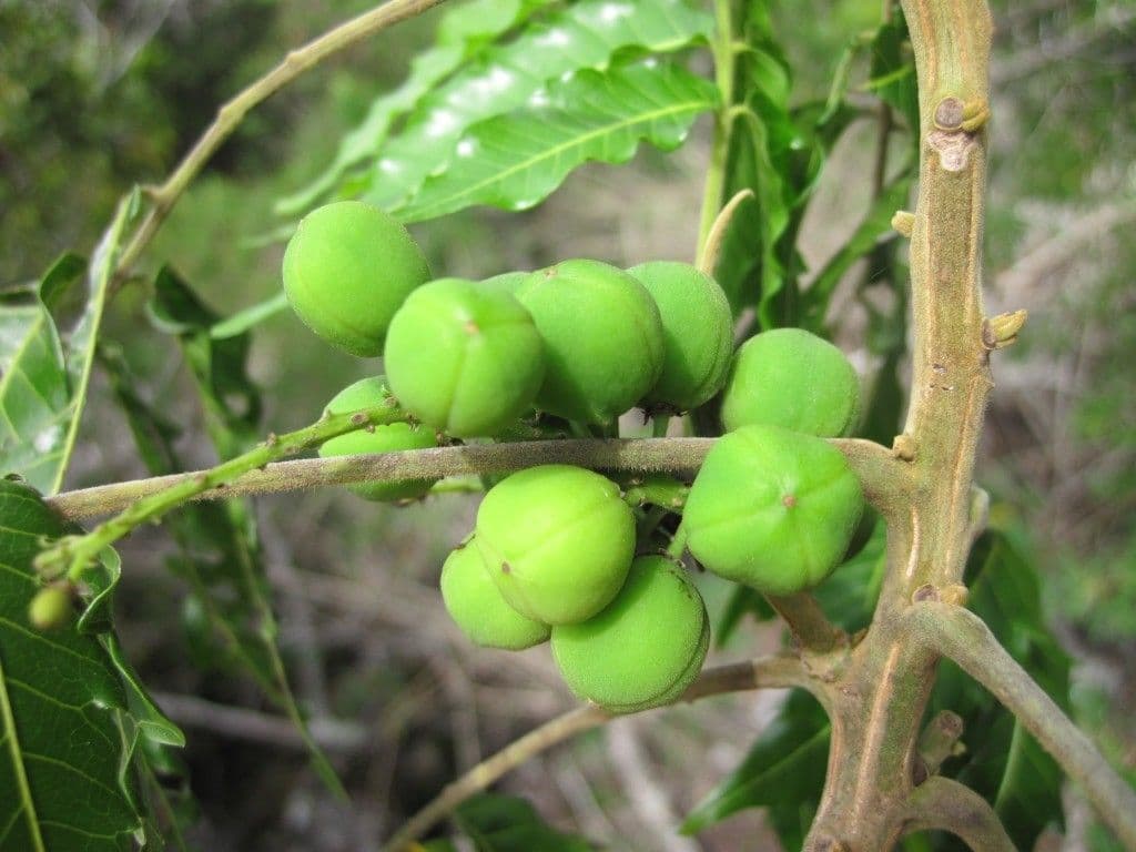 Elattostachys