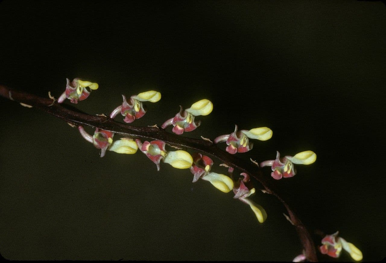 Bulbophyllum 2