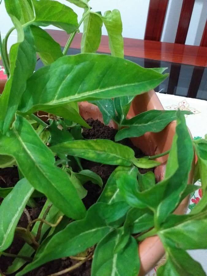Syngonium 24