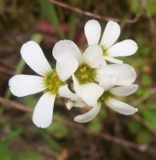 Sassifraga bulbifera 12