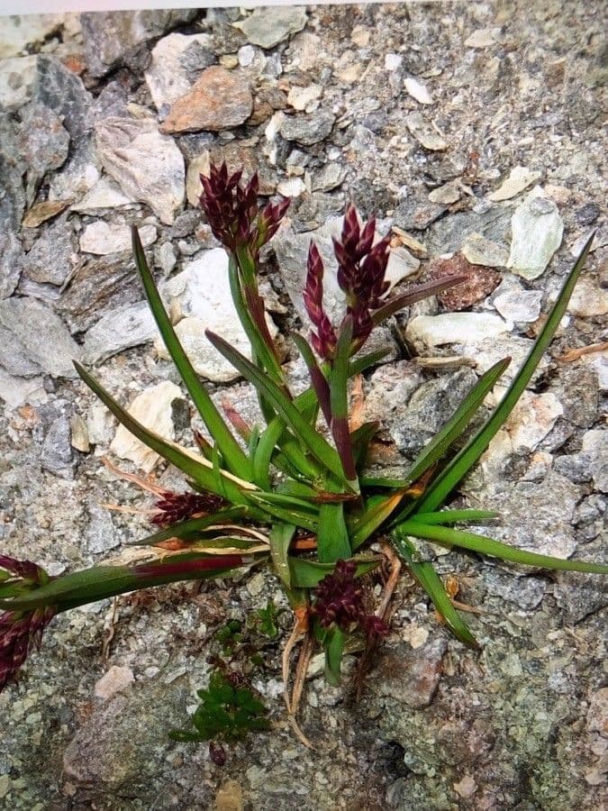 Alpen-Rispe 10