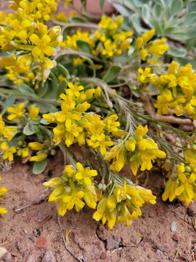 Physaria 3