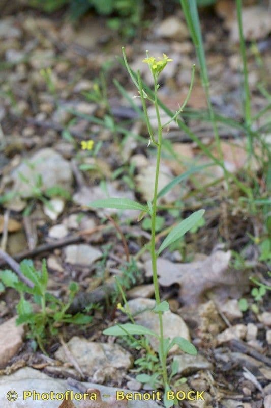 Erysimum incanum