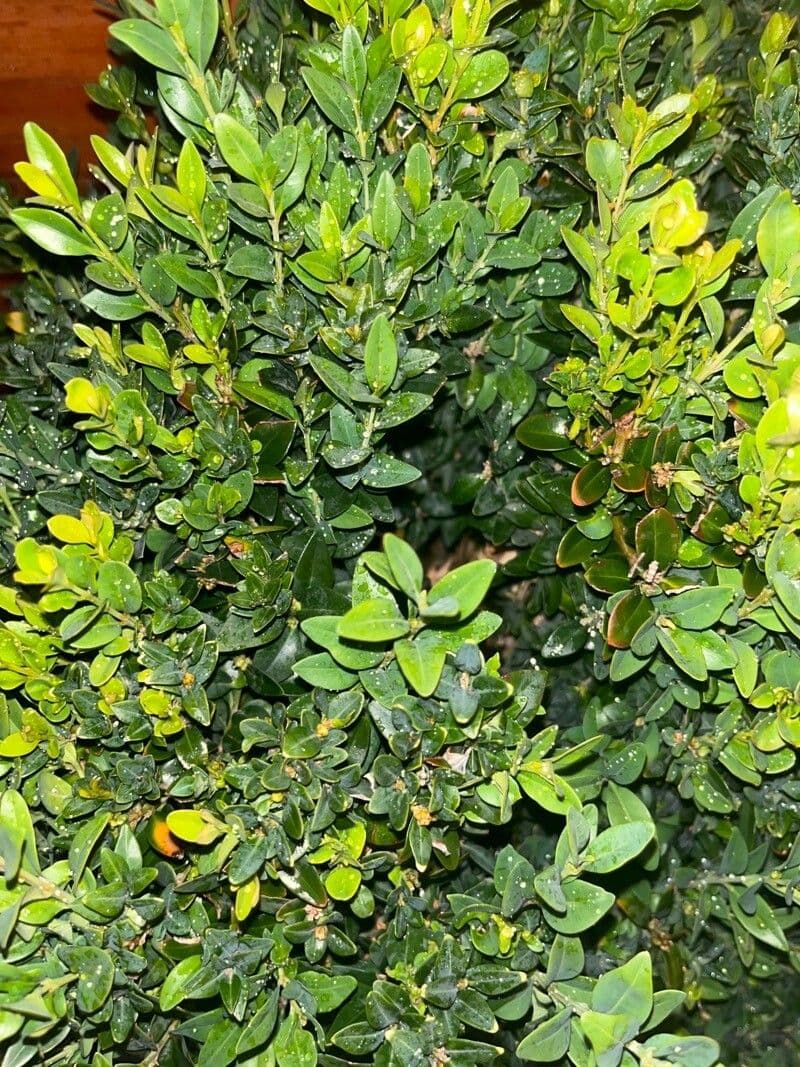 Mirto 24