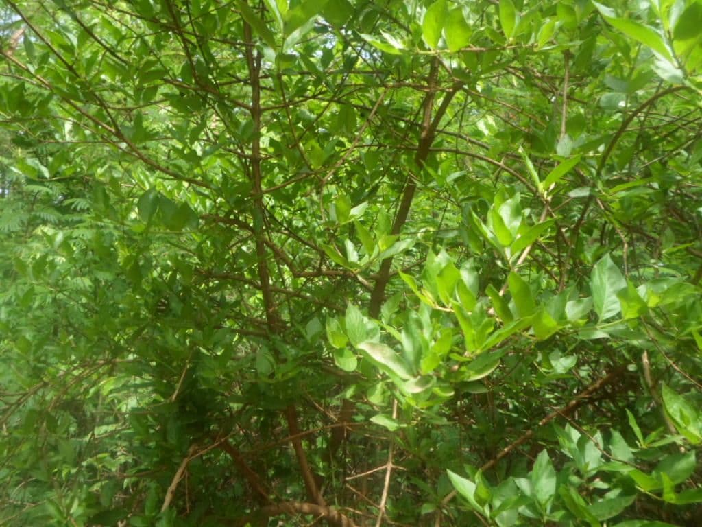 Feretia 7