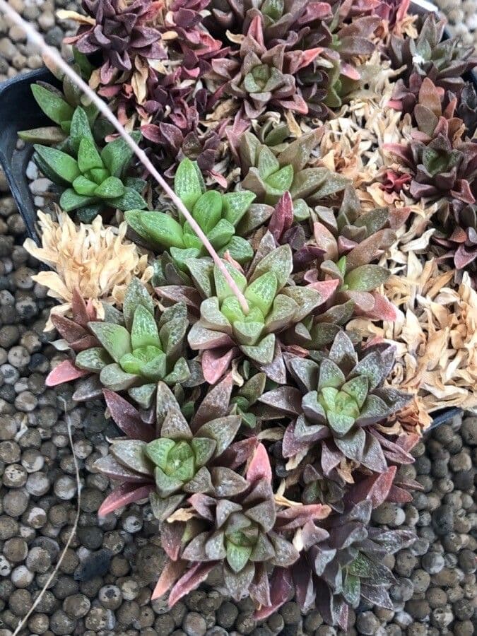 Haworthia