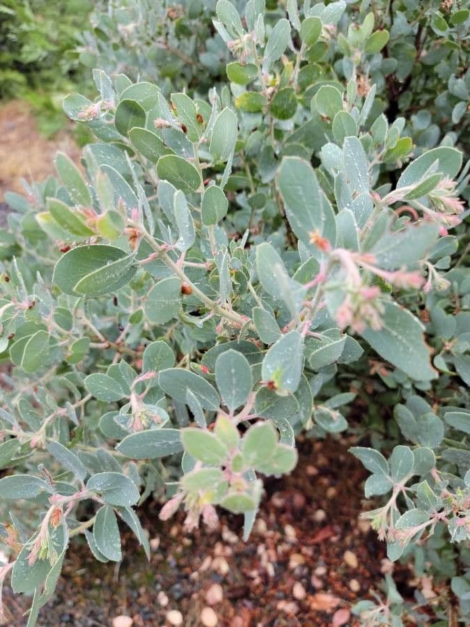 Arctostaphylos 18