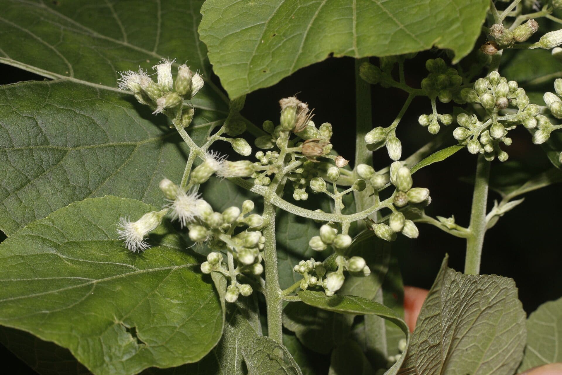 Hebeclinium 3