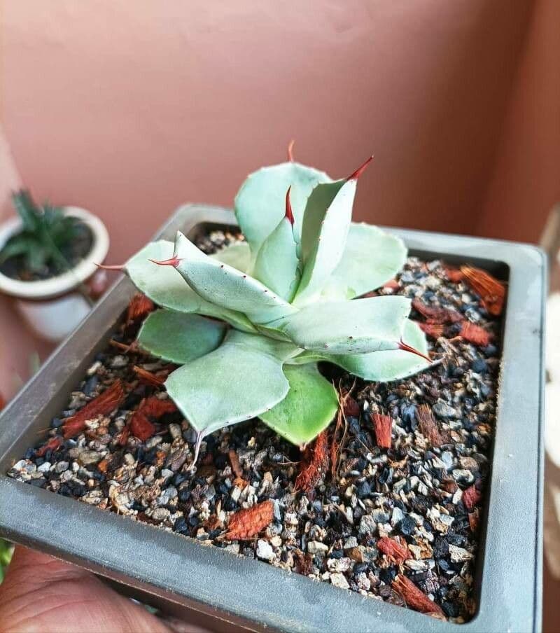 Agave
