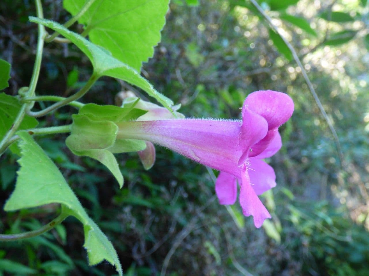 Lophospermum 4