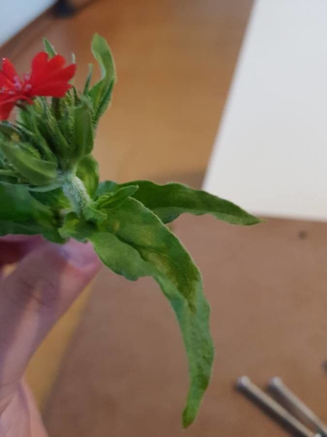 Silene 10