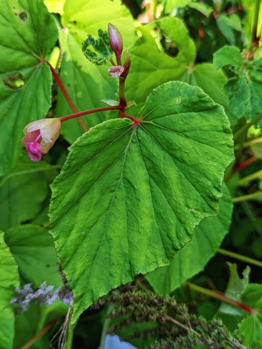 Begonia 17