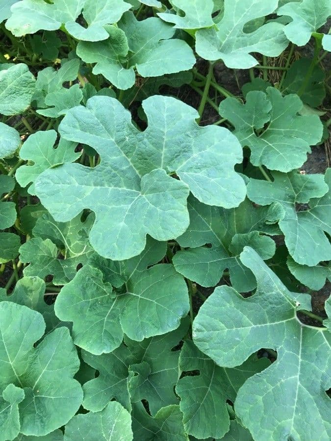 Figleaf gourd 16
