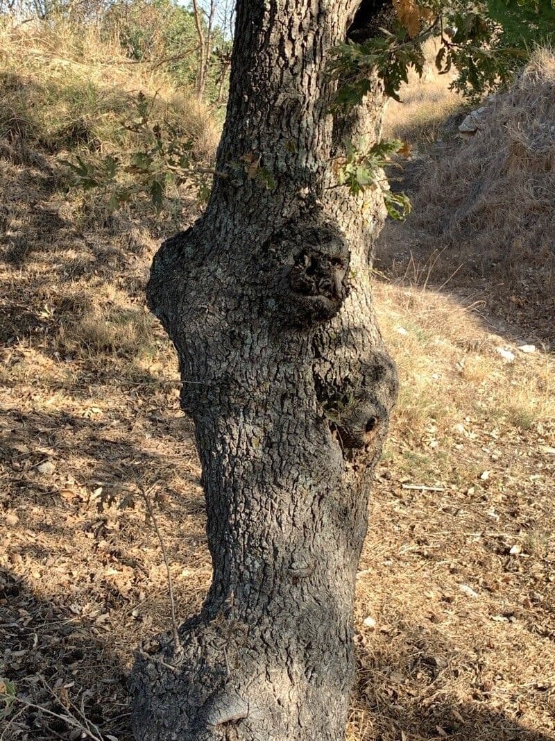 Valoneiche 20