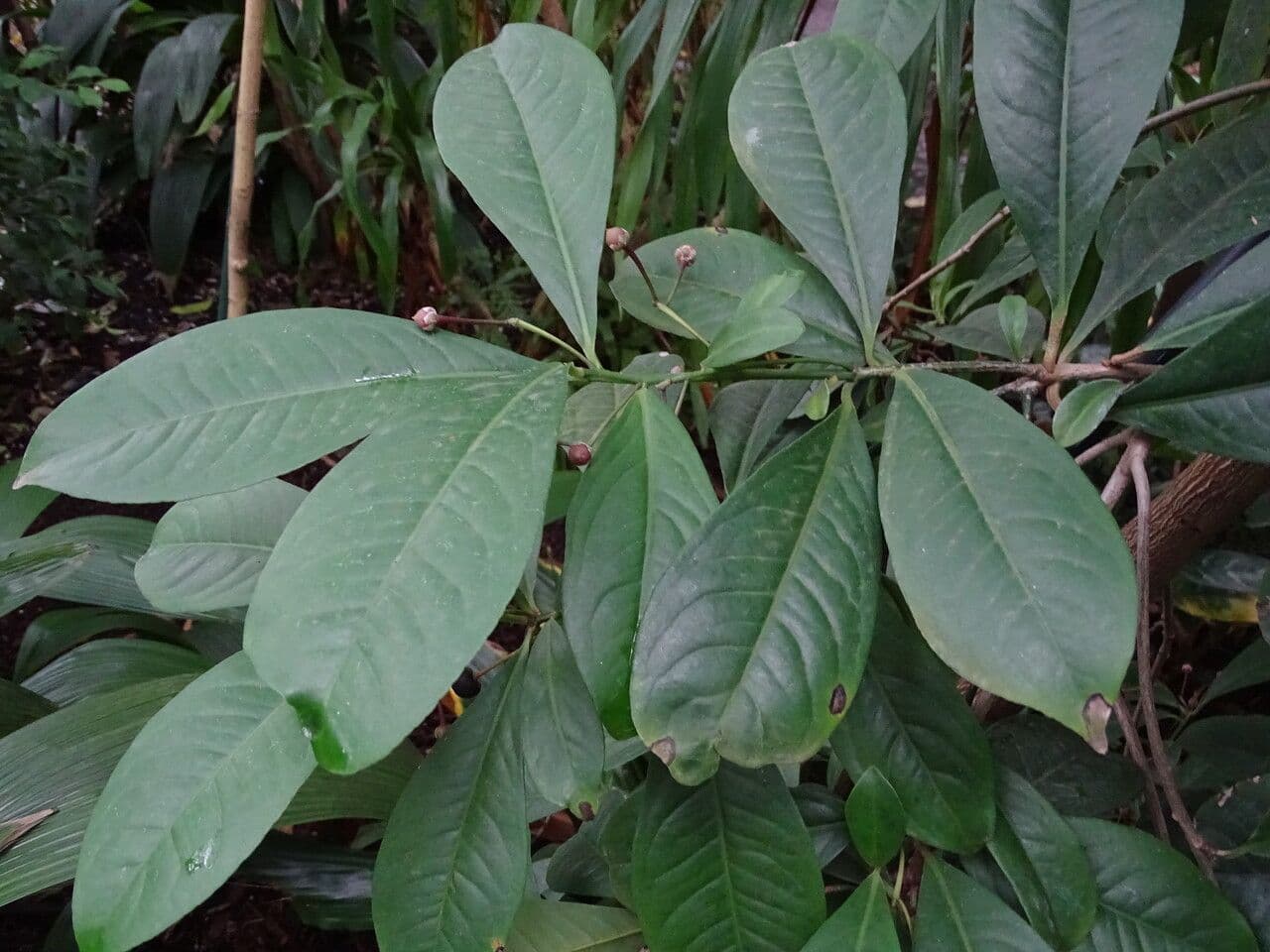 Ardisia 2