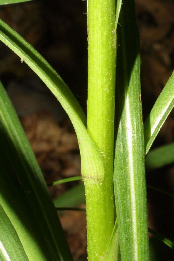 Liatris espigada 25