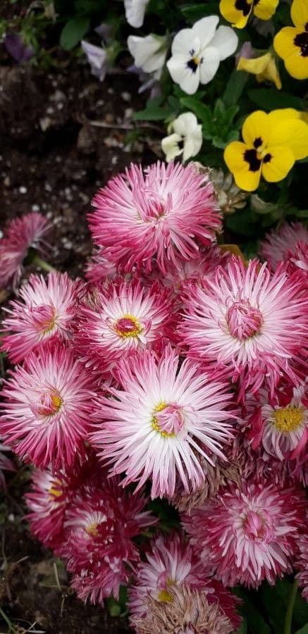 Xerochrysum 10