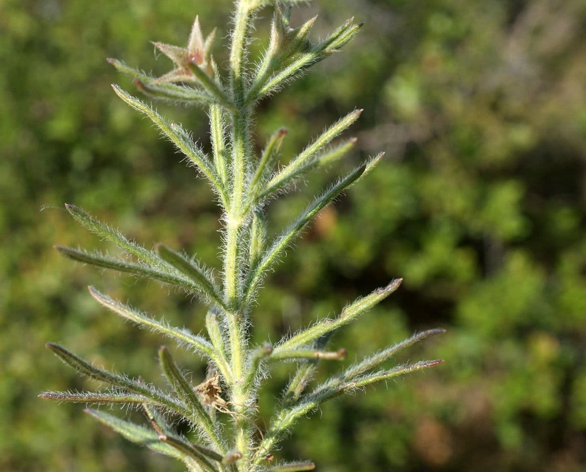 Teucrium pseudochamaepitys 16