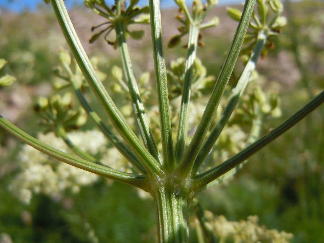Ligusticum 2