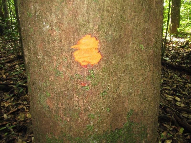 Glycydendron 14