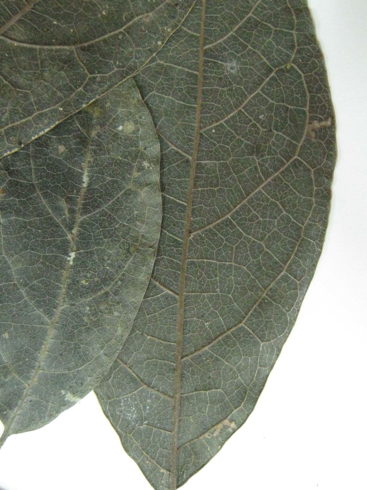 Rhodostemonodaphne 12