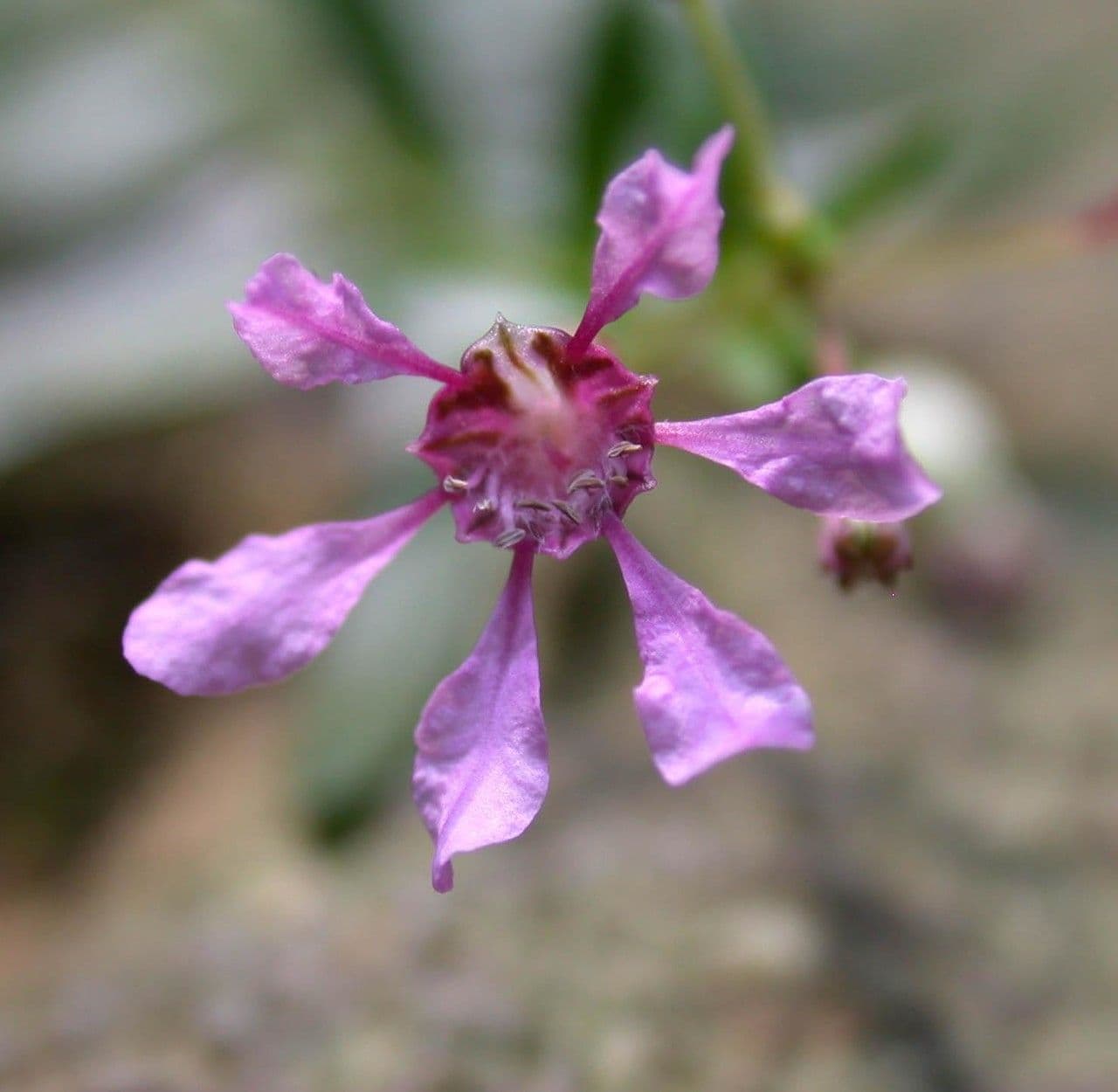 Cuphea utriculosa 5