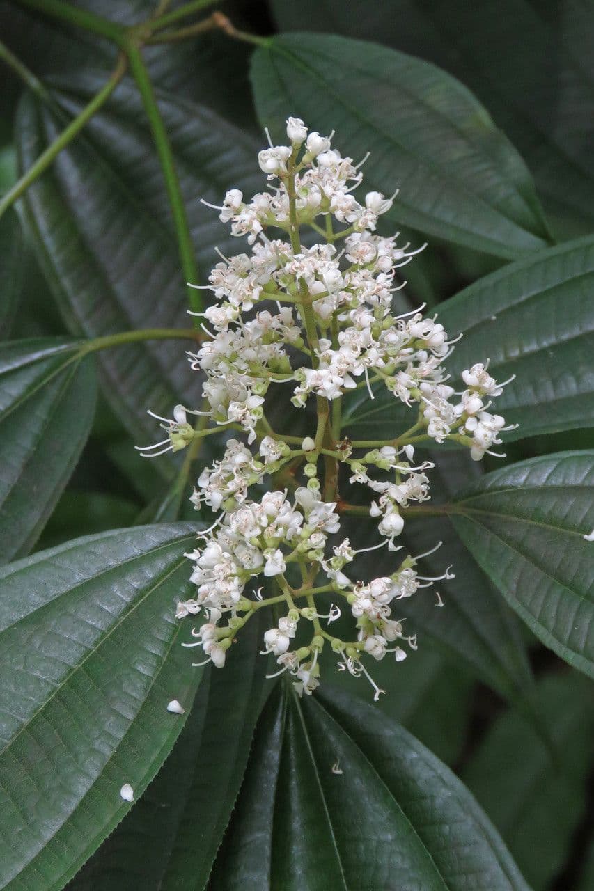 Miconia 4