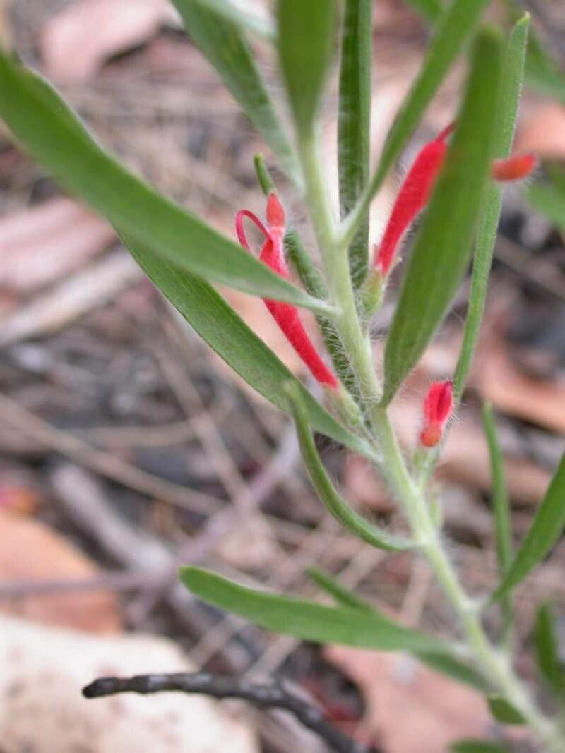 Adenanthos