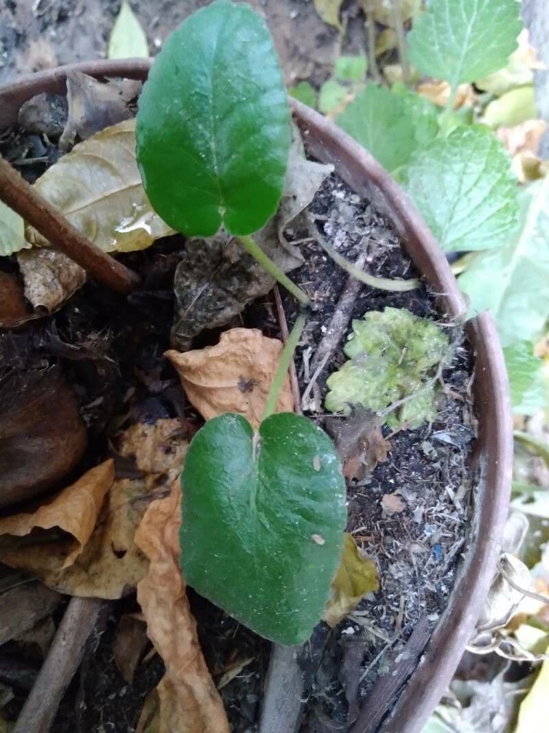 Dorstenia 2