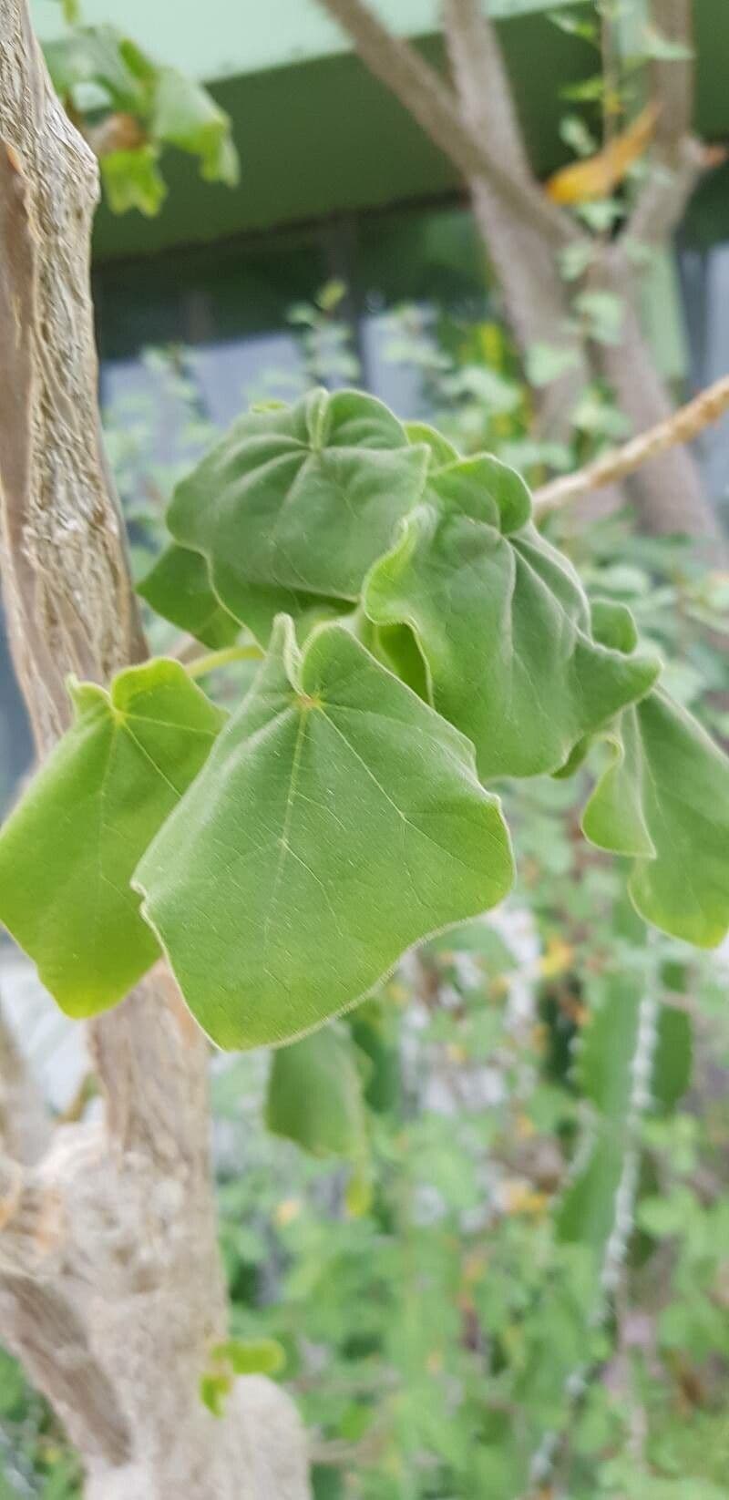 Uncarina 9