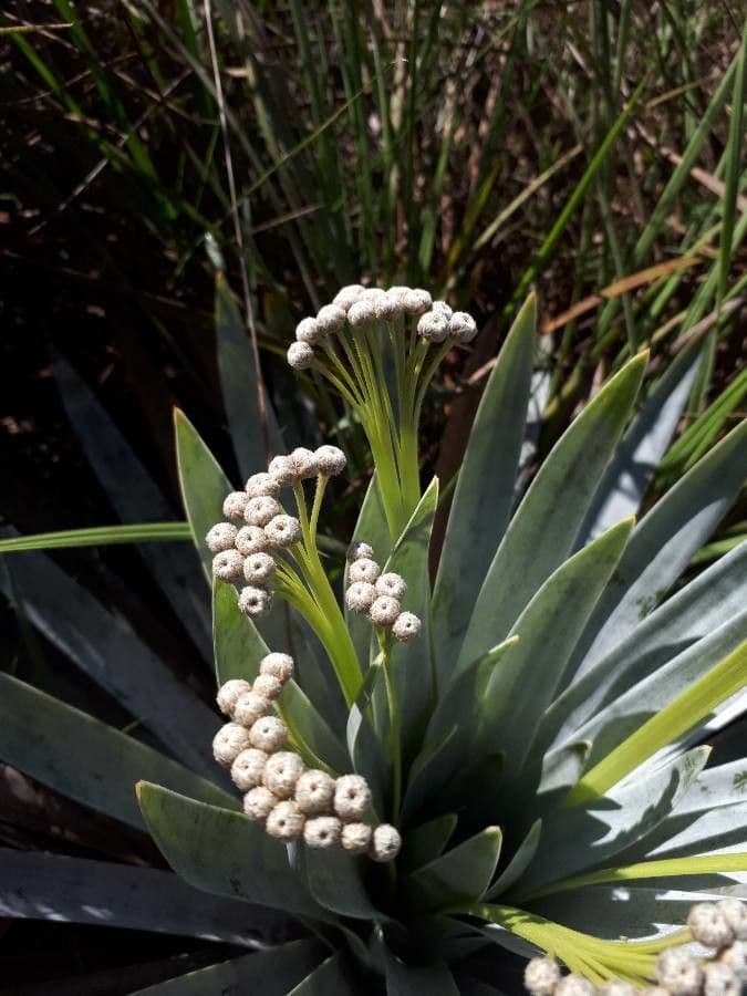 Paepalanthus 2