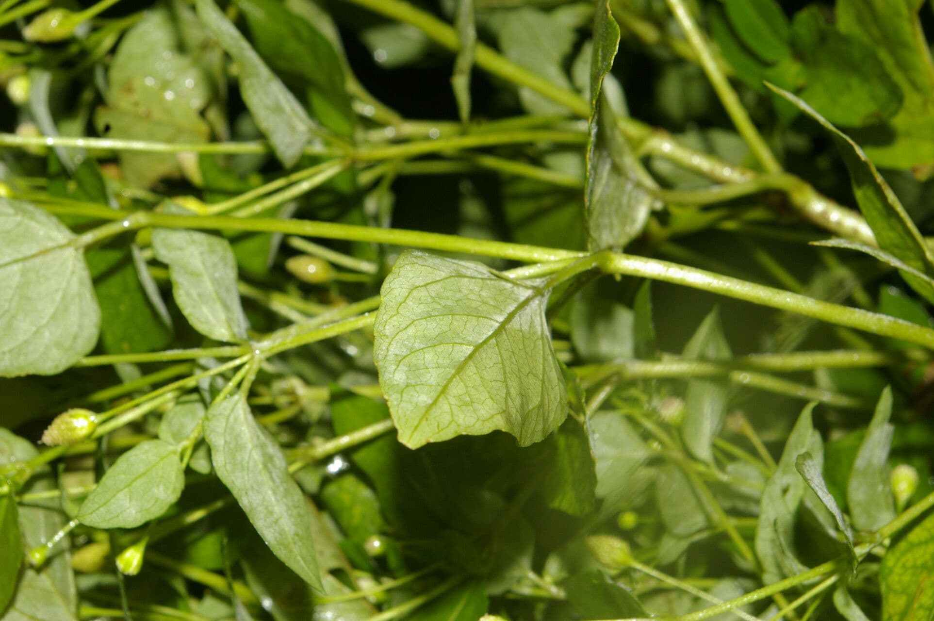 Acmella rastrera 7
