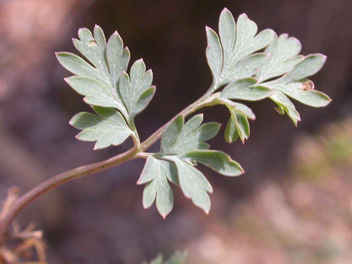 Fumaria gialla 16