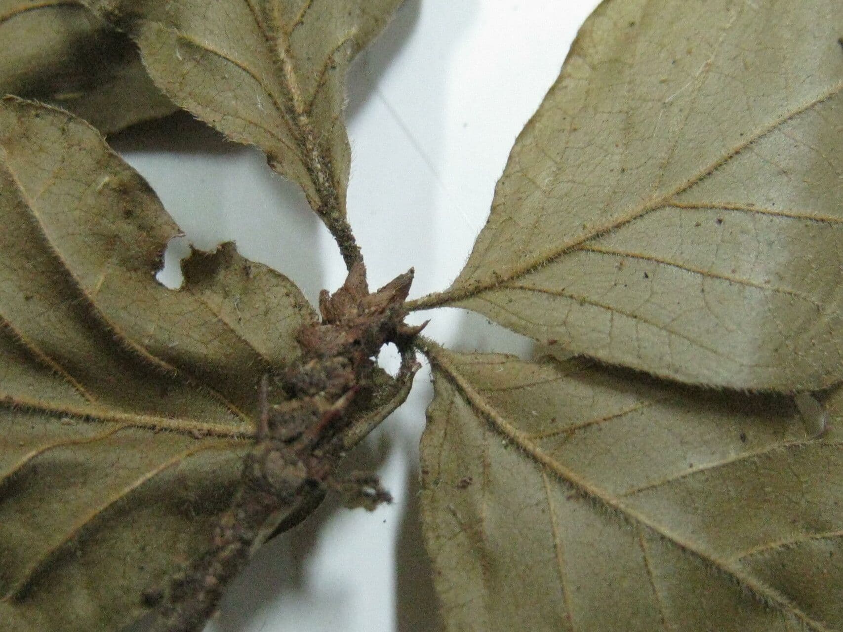 Randia spinosa 9