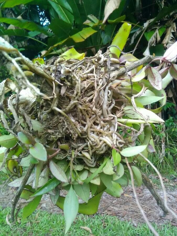 Epidendrum ciliato 17