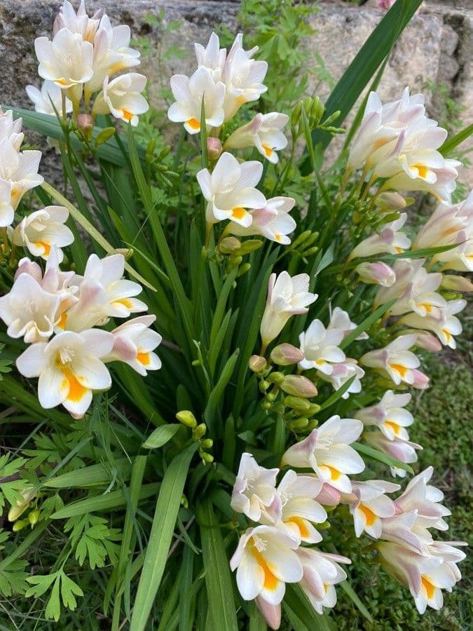 Freesia 5